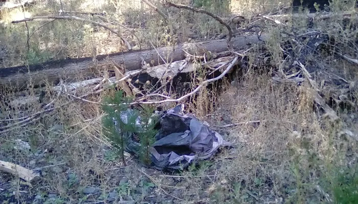 Thomes Pocket Camping Area Picture 4