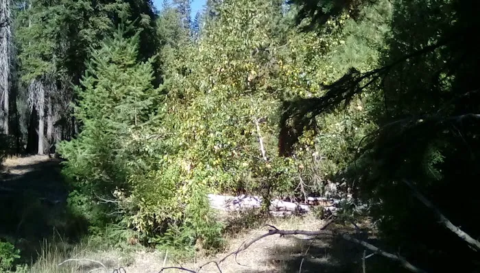 Thomes Pocket Camping Area Picture 2