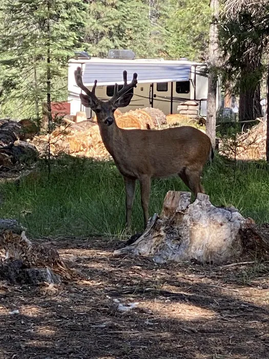 Fowlers Campground Picture 4