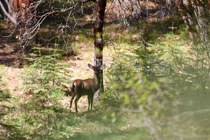 Fowlers Campground Picture 9