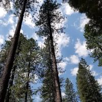 Cattle Camp Campground ico