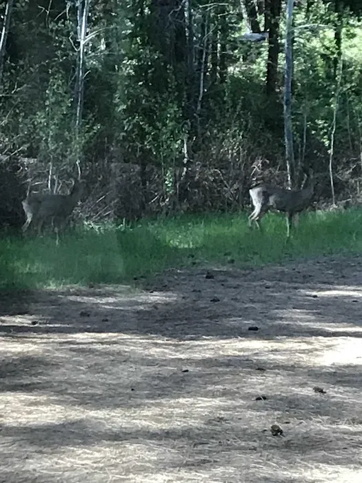 Algoma Campground Picture 9