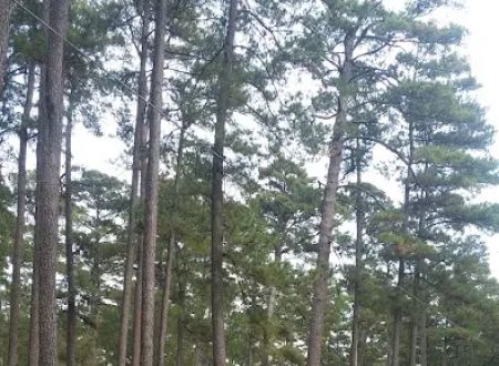 US Forestry Department