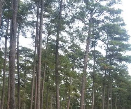 US Forestry Department
