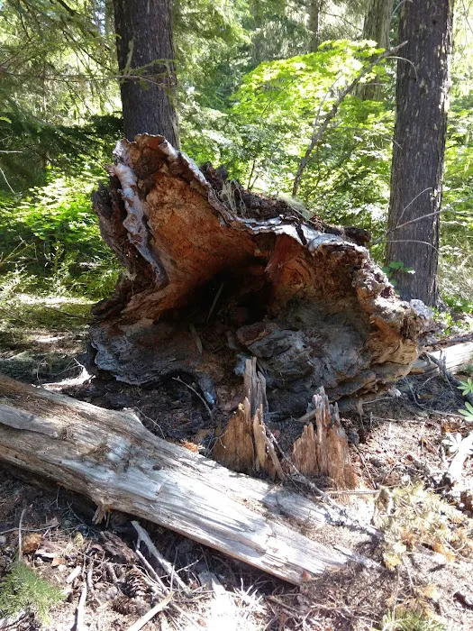 Forest Creek Campground Picture 2
