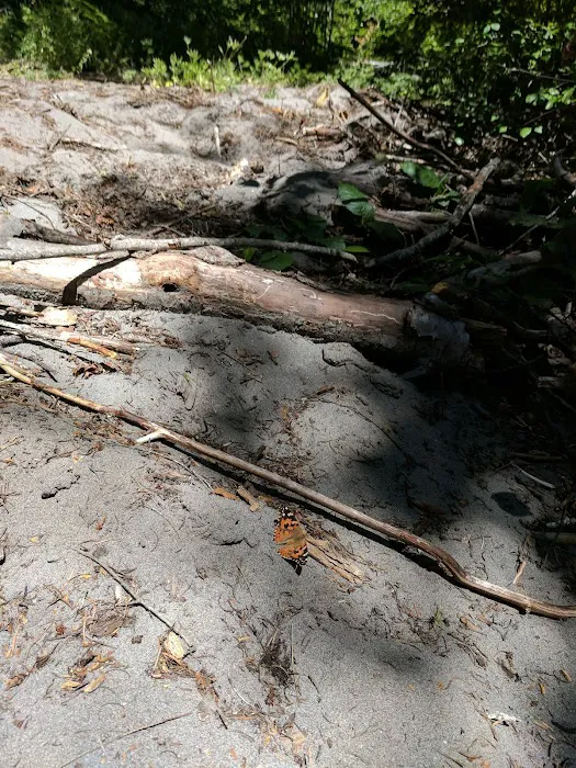 Forest Creek Campground Picture 10