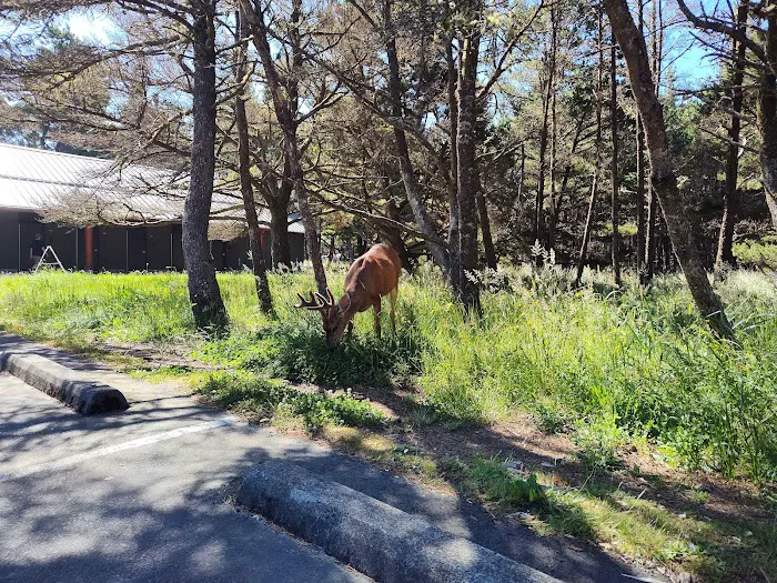 A Loop of Cape Disappointment State Park Picture 10