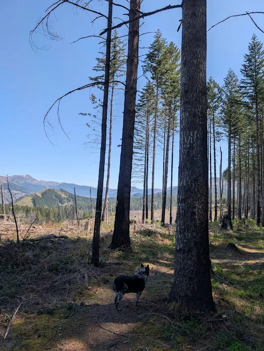 Santiam horse camp Picture 6