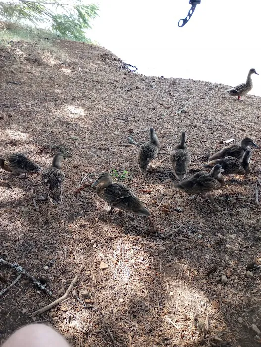 Pine Point Group Campground Picture 10