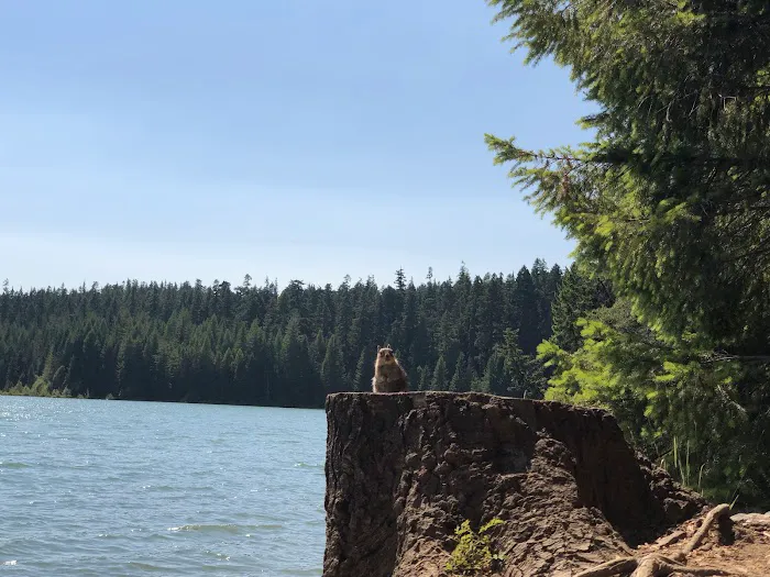 Meditation Point (Timothy Lake) Campground Picture 9