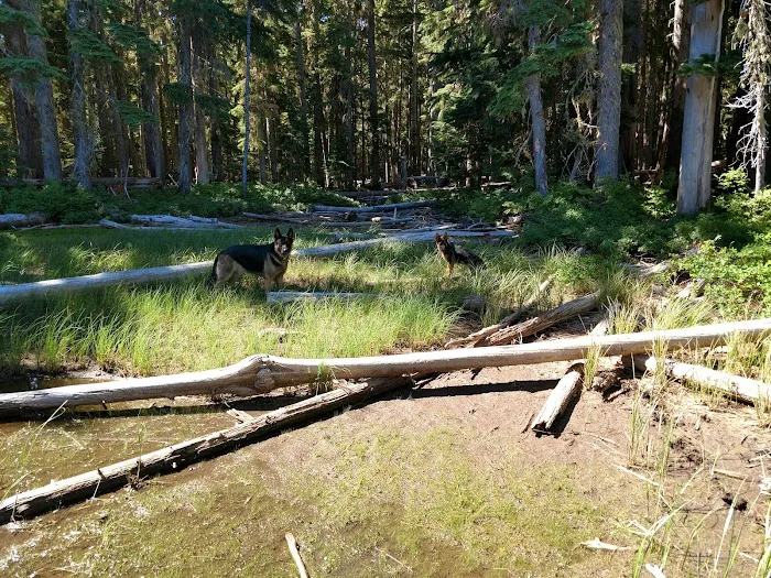Summit Lake Campground Picture 7