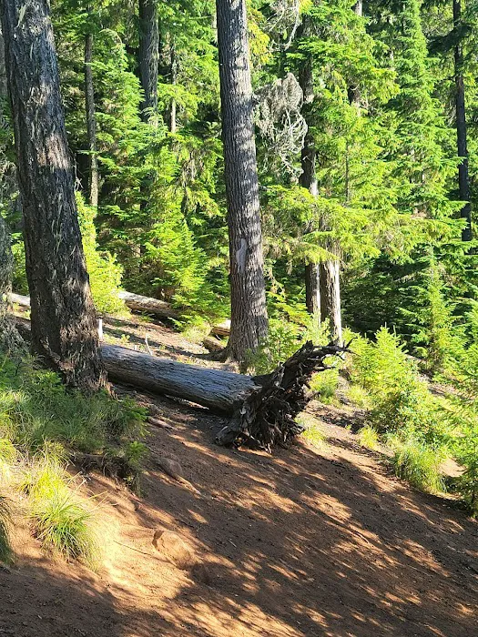 Gone Creek Campground Picture 6