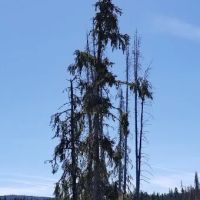 Clackamas Lake Historic Ranger Station ico
