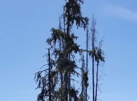Clackamas Lake Historic Ranger Station