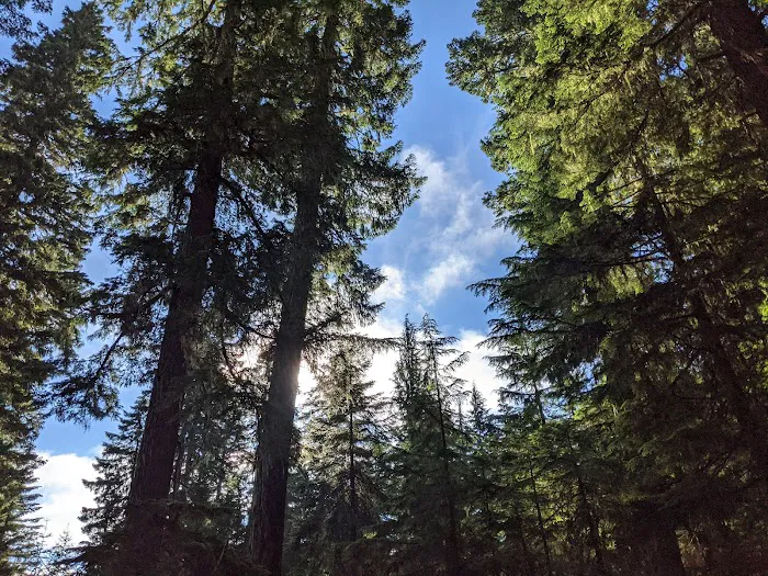 Clackamas Lake Campground Picture 9