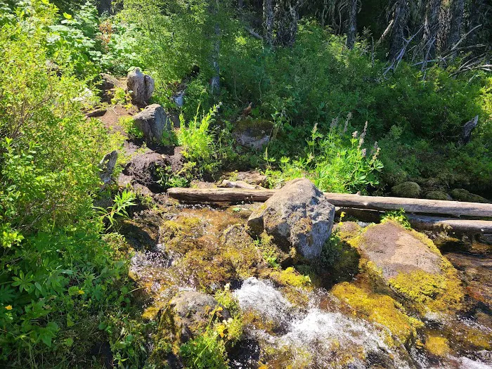 Clackamas Lake Campground Picture 8