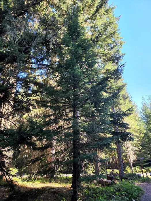 Clackamas Lake Campground Picture 10
