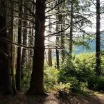 OLD MINERS MEADOW GROUP USE