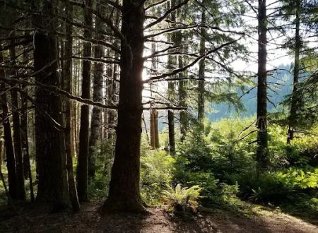OLD MINERS MEADOW GROUP USE