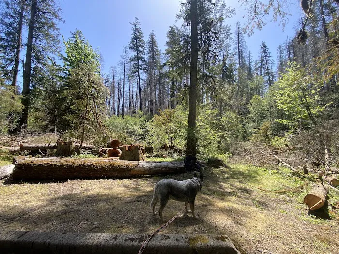 Breitenbush Campground Picture 6