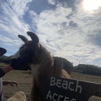 The Lake Pasture ico