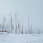 Deer Creek Forest Camp