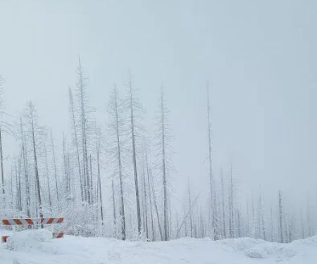 Deer Creek Forest Camp