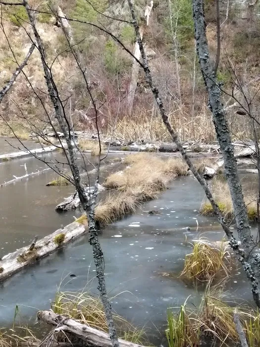 Trout Lake Campground Picture 4