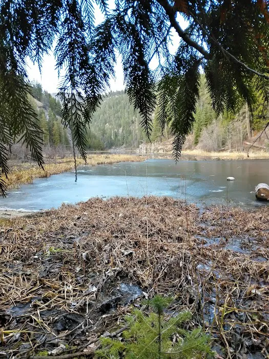 Trout Lake Campground Picture 6