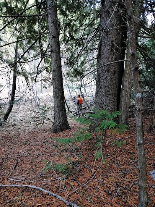 Trout Lake Campground Picture 8
