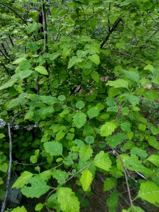 Canyon Creek Campground Picture 5
