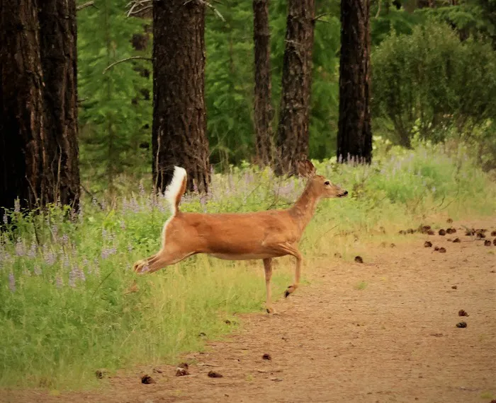 North Lake RV Park and Campground Picture 9
