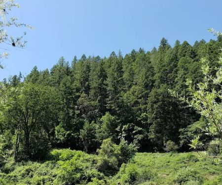Skunk Point Group Campground