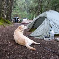 Ripstein Campground ico
