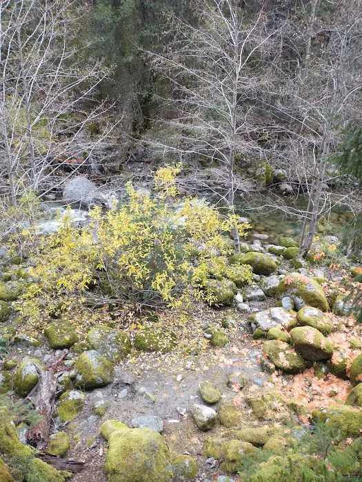 Ripstein Campground Picture 6