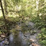 Basin Gulch Mid-fk Cottonwood Creek Cg-f