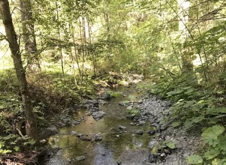 Basin Gulch Mid-fk Cottonwood Creek Cg-f