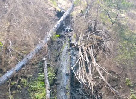 North Fork Beegum Creek Fcg