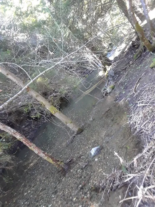 North Fork Beegum Creek Fcg Picture 8
