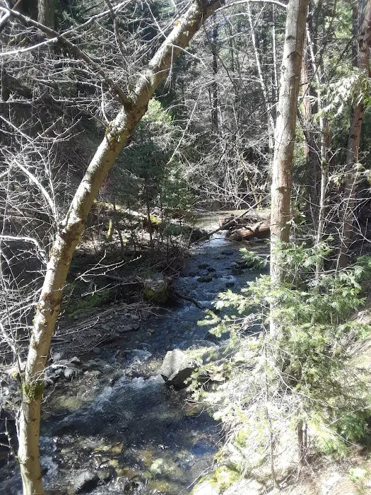 North Fork Beegum Creek Fcg Picture 6