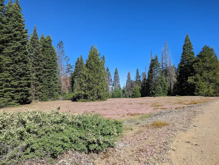 Grizzly Flat Dispersed Campground Picture 3