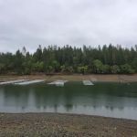 Pine Point Picnic
