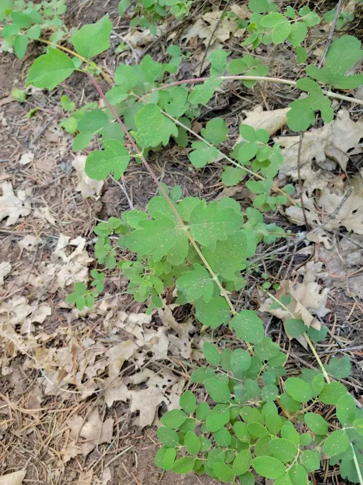 McCloud Area Picture 6