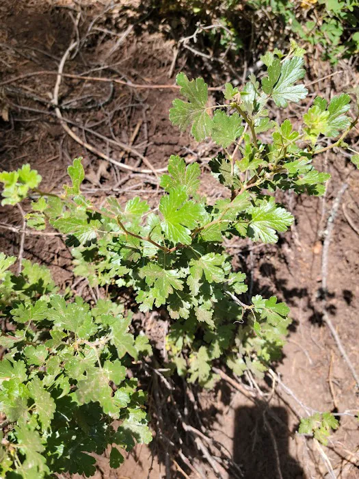 McCloud Area Picture 3