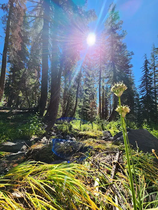 Panther Meadow Campground Picture 6