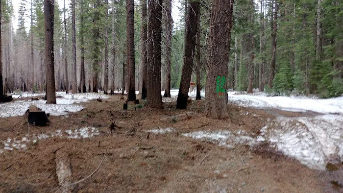 Trout Creek Campground Picture 2