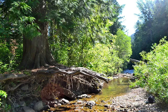 Trout Creek Campground Picture 5