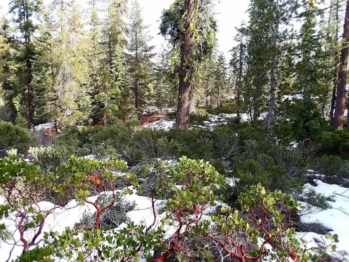 Gumboot Campground Picture 9