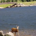 Big Meadows Reservoir Boating Site (recgovnpsdata)