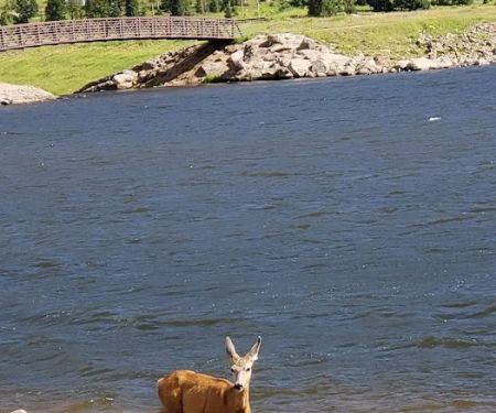 Big Meadows Reservoir Boating Site (recgovnpsdata)